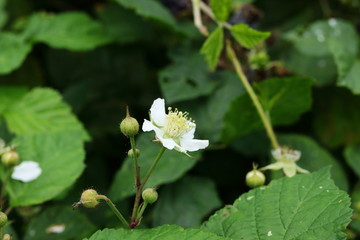 Brombeerblüte im Sommer