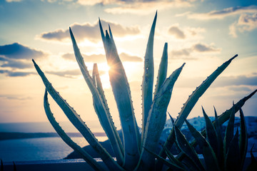 aloe cactus and sea in sunset