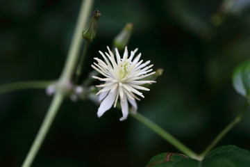 weiße Blüte einer Wildpflanze im Wlad