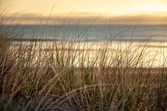 View Through Dune Grass To The Ocean
