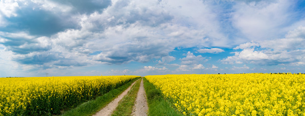Pasture view of a road and rapeseed fields