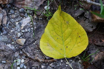 Blatt - Laub - Herbstlaub in gelb und grün