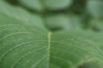 Makroaufnahme eines großen saftig grünen Blattes