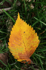 Blatt - Laub - Herbstlaub in gelb
