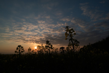 Sunrise in green rural field