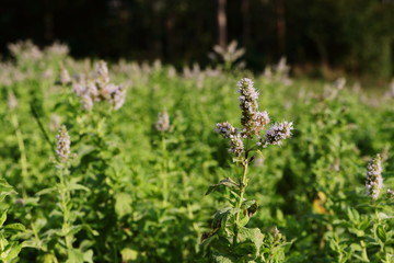 wilde Minze am Waldrand in Blüte