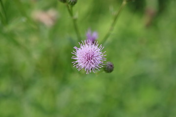 Distelblüte von oben fotografiert