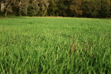 saftig gründe Wiese am Waldrand