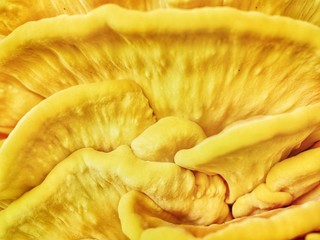 Polonne / Ukraine - 10 September 2018: Yellow fungus on a tree on a sunny day