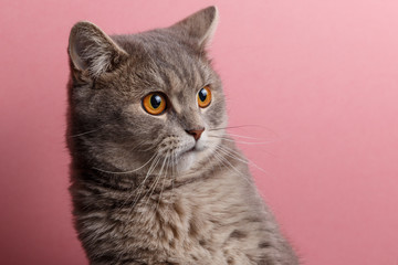 Portrait of cute cat scottish straight in studio with pink background. Copy space. Close up