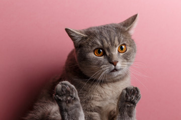 Portrait of cute cat scottish straight in studio with pink background. Copy space. Close up