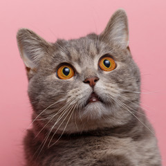 Portrait of cute cat scottish straight in studio with pink background. Close up