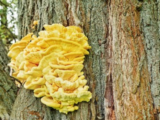 Polonne / Ukraine - 10 September 2018: Yellow fungus on a tree on a sunny day © Nazar