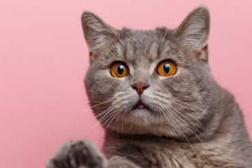 Portrait of cute cat scottish straight in studio with pink background. Copy space. Close up