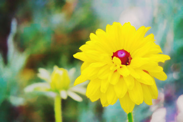 Yellow flower in the garden.