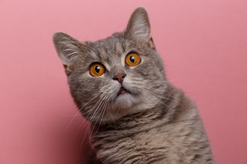 Portrait of cute cat scottish straight in studio with pink background. Copy space. Close up
