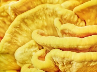 Polonne / Ukraine - 10 September 2018: Yellow fungus on a tree on a sunny day