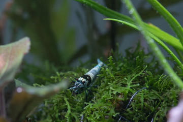 Freshwater aquarium shrimp