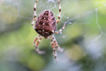 The Cross spider female (garden spider, Araneus diadematus) on a cobweb. View from the back....