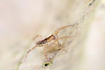 spider in nature