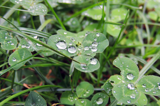 drops of rain on the grass