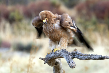 Spanish Imperial Eagle. Aquila adalberti