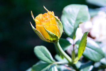  beautiful yellow rose bud in the garden