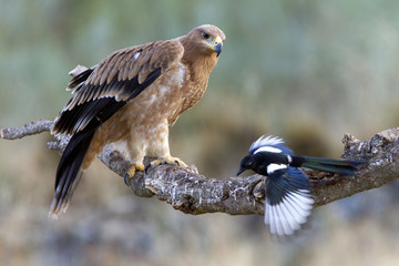 Inmature Spanish Imperial Eagle. Aquila adalberti