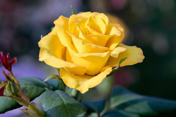 beautiful yellow rose bud in the garden