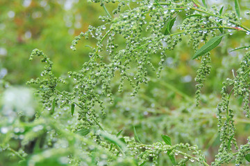 Fresh morning dew on a spring grass in early morning. Sunny day concept. Natural background.