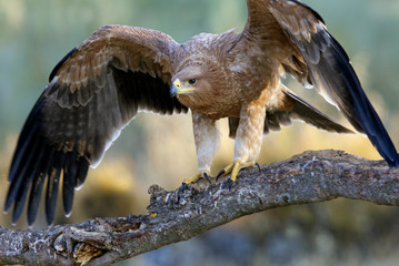 Spanish Imperial Eagle. Aquila adalberti