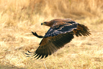 Spanish Imperial Eagle. Aquila adalberti