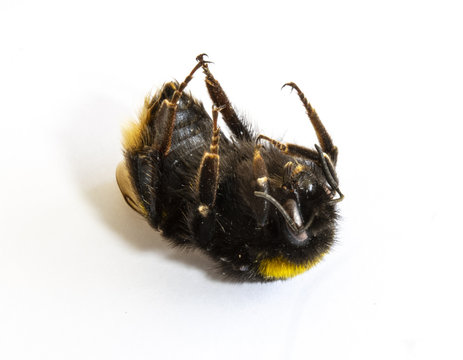 Dead Honey Bumble Bee on White Background Close Up