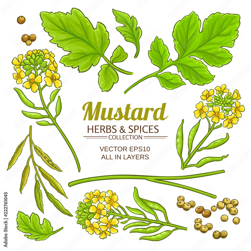 Canvas Prints mustard plant vector