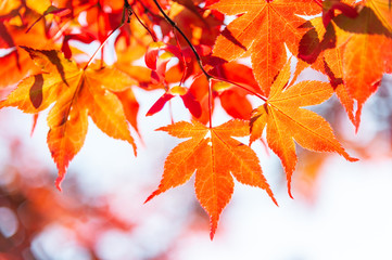 Maple leaf in autumn