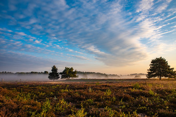 Nebelreste nach Sonnenaufgang in der Mehlinger Heide, Altocumulus Wolken und blauer Himmel