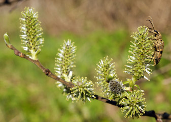 Branch of willow with buds and a beetle sitting on it