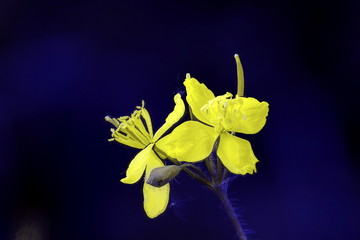 Flowers celandine.