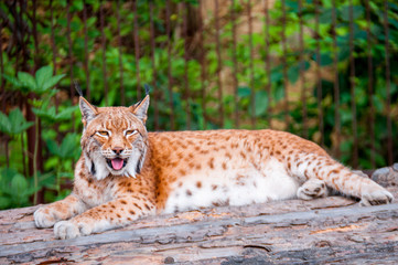 Lynx resting on a wooden bridge in the summer
