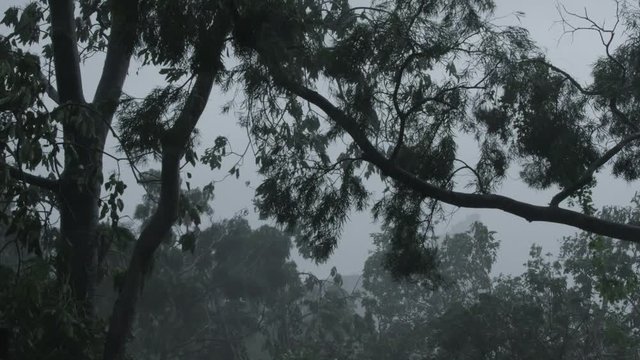 Gusts of wind hitting tree in a tropical typhoon. Shot on RED Epic, 120fps Slow Motion, high bitrate, REDlogfilm