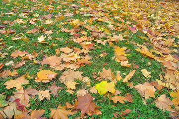 Autumn leaves on the grass.