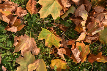 Autumn leaves on the grass.