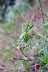 drops of rain on the grass