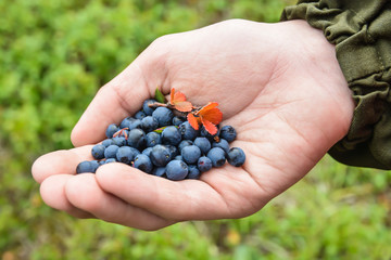 Blueberries in hand.