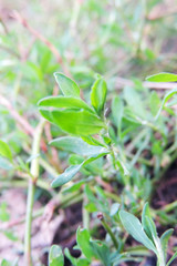 drops of rain on the grass