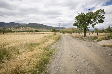 Fototapeta na wymiar a rural path next to Dolar town, province of Granada, Andalusia, Spain