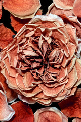 Beautiful Dried Rose and Petals on Black Background