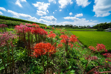 彼岸花　田園風景