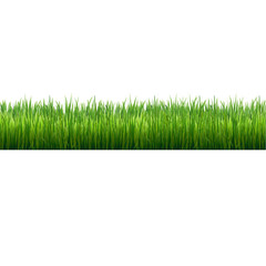 Obraz premium Grass Border Isolated