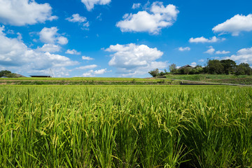 稲　青空　香川県